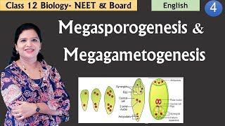 Megasporogenesis amp Development of Embryo Sac NCERT Class 12 [upl. by Iznil]