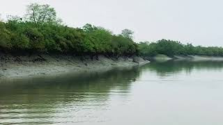 Tigress in Sundarban swimming and walking after a fight with another tigress [upl. by Rehpotsirk]