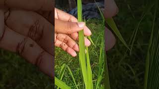 Parallel Venation of Rice Plant  shorts midrib [upl. by Erikson730]