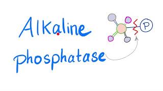 Alkaline Phosphatase ALP  Lab Test 🧪 [upl. by Peter]