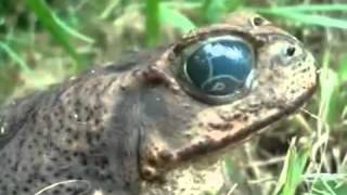 Creepy Frog with Nasty Alien Worm in his Eye  WTF [upl. by Nnylesor171]