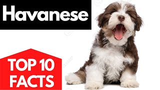 HAVANESE  Top 10 facts About The HAVANESE Dog [upl. by Marianna110]