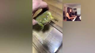 Screaming frog in water meme with Claire Blackwelder singing [upl. by Durkee]