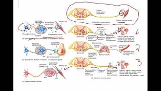 Sympathetic and Parasympathetic neurons [upl. by Em]