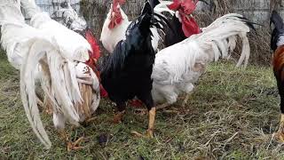 Leghorn roosters [upl. by Groveman]