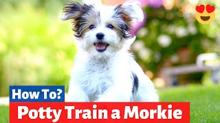 How to Potty Train a Morkie  Morkie Potty Training Tips [upl. by Beatrisa]