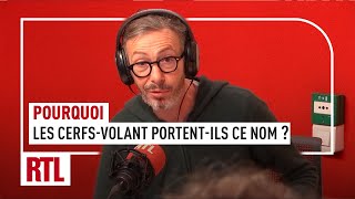 Pourquoi un cerfvolant porte ce nom étrange  Ah Ouais [upl. by Kayle968]