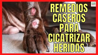 💝 REMEDIOS CASEROS PARA CICATRIZAR HERIDAS EN PERROS 💝 [upl. by Hgierb]