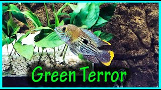 GREEN TERROR Fish Profile [upl. by Andromede159]