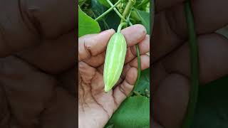 GARDEN FRESH GHERKINS shorts youtubeshorts vegetable plants vegetables nature garden [upl. by Junna]