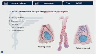 Banco histórico Gastroenterología Día 1 ENAMENARMSERUMS [upl. by Lyrrad467]