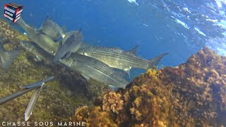 CHASSE SOUS MARINE Apnée Poulpe poisson Méditerranée  Peche sous marine 2023 [upl. by Kelsi]