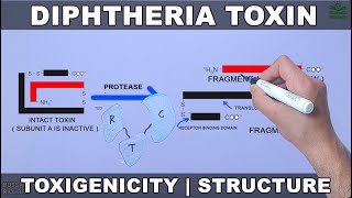 Diptheria Toxin  Structure and Toxigenicity [upl. by Libove851]