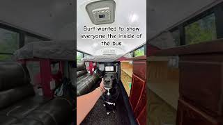 Lab shows off the interior of the bus vanlife busbuild vanbuild solofemaletraveler [upl. by Atsiuqal]