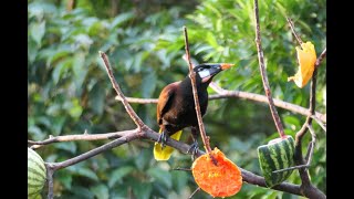 Montezuma Oropendola  Birds of Costa Rica  Rare Birds singing birds nature rainforest [upl. by Renwick]