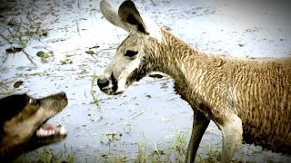 Kangaroo Tries to Drown Dog and Attacks The Owner [upl. by Larred]