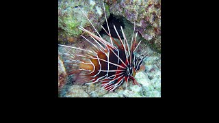 The Lionfish Deadly but Tasty [upl. by Othilie194]