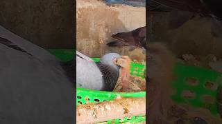 Pigeon Family 🕊️ loveofnature birds pigeon pigeons pigeonlover pigeonshortschannel shorts [upl. by Yht]