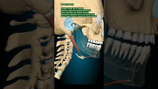 Digastric Muscle humananatomy mbbs humanbody humananatomyandphysiology [upl. by Rehpotsirhcnhoj]