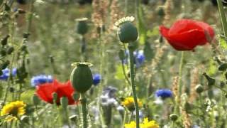 Haiku video n°43 coquelicots et pavots  Red corn poppies and Opium poppies [upl. by Gloria428]