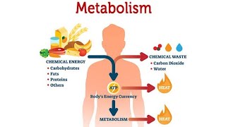 METABOLISM  CATABOLISM AND ANABOLISM [upl. by Suravart]