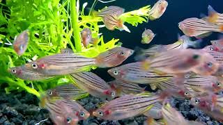 SPECIES HIGHLIGHT MELANOTAENIA MACCULLOCHI  DWARF RAINBOW FISH [upl. by Flanders]