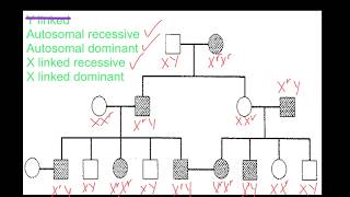 Pedigree Analysis [upl. by Nymrak]