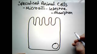 Adaptations of Microvilli GCSE [upl. by Bourke83]