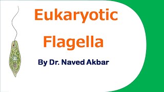 Eukaryotic Flagella  Structure of eukaryotic flagella [upl. by Sukramaj293]