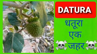 Datura Poisoning  धतूरा का पौधा [upl. by Ahsiekyt893]