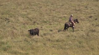 Doctoring Anaplasmosis  Low stress Stockmanship  One Man Doctoring  Buckaroo Pasture Roping [upl. by Strickler570]