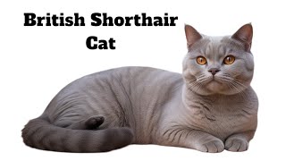 British Shorthair Cat [upl. by Faxun]