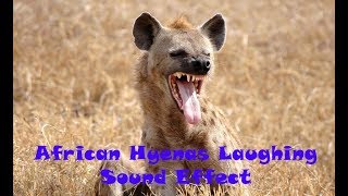 Animal Sounds African Hyenas Laughing Sound Effect [upl. by Uzzial]