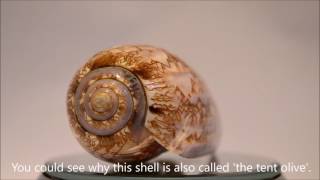 TOP 10 most beautiful shells of the world  HD 1080p video [upl. by Ecyle]