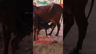 100 gir cow for sale Gurjar dairy farm devaliya contact number 9079289713 [upl. by Aihsema]