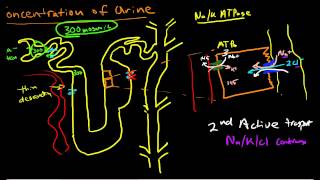 Renal Physiology Concentration of Urine [upl. by Inohs]