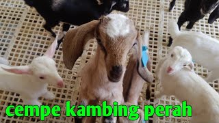 CEMPE KAMBING PERAH [upl. by Negroj938]