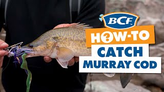 How to Catch Murray Cod [upl. by Anaib]