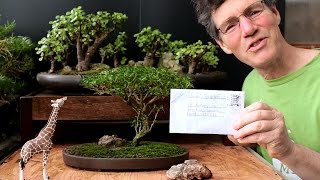 Starting an Acacia Bonsai from Seed April 2016 [upl. by Hsac995]