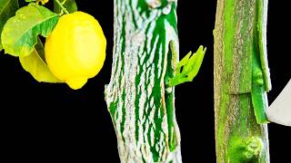 Grafting Lemon Trees – Grafting Fruit Trees by Tbudding [upl. by Ateiluj]