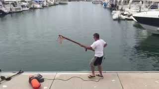 Tuna speared from dock in harbor [upl. by Esiled]