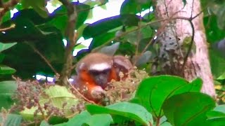 Caquetá Titi monkey mother with baby on her back titi titimonkey turismocolombia monkey trip [upl. by Anigger]