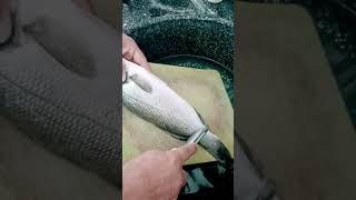 Levrek nasıl temizlenir Levrek pulu ayıklama fishing balıkavı levrekavi [upl. by Seaman]