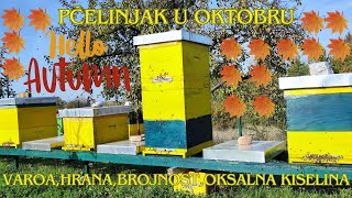 Pčelinjak u oktobru  varoa hrana brojnost oksalna kiselina oxalicacidbeebeekeeperbeehive [upl. by Sabina]