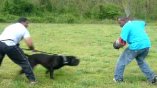 14 month old Cane Corso Training for Schutzhund working of bite targeting and strong full grips [upl. by Ahsinac309]