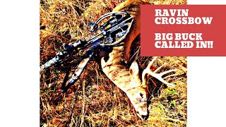 Ravin R10 Crossbow Deer Hunting hunt only 2019 [upl. by Chrysler]