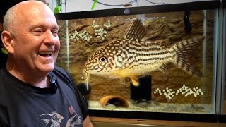 BREEDING Corydoras  50 Years of Experience [upl. by Moreta]