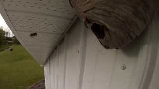 Gopro Rammed Into Wasp Nest [upl. by Sully]