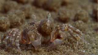 Sand Bubbler Crabs Making Sediment Balls on an Australian Beach From BBCs Blue Planet  HD [upl. by Aiclid]