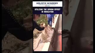 Utilization of the siphon Effect in Irrigation civilngineer holisticacademy shorts [upl. by Eitsim585]